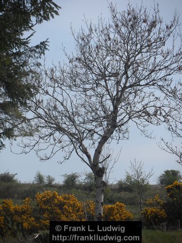 Around Lough Nasool